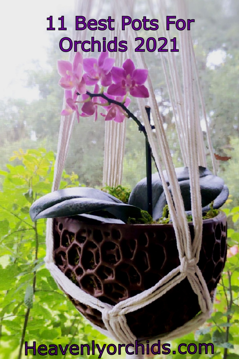 11 Best Pots for Orchids