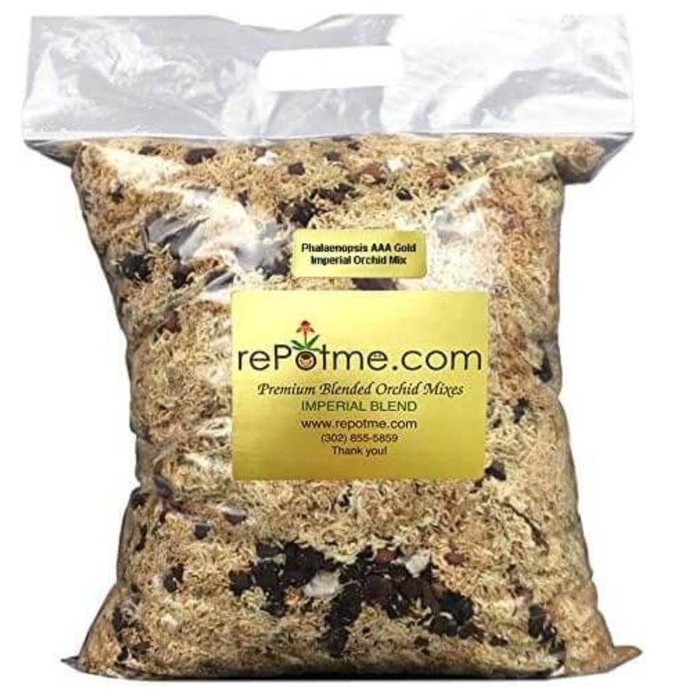 rePotme AAA Gold Phalaenopsis