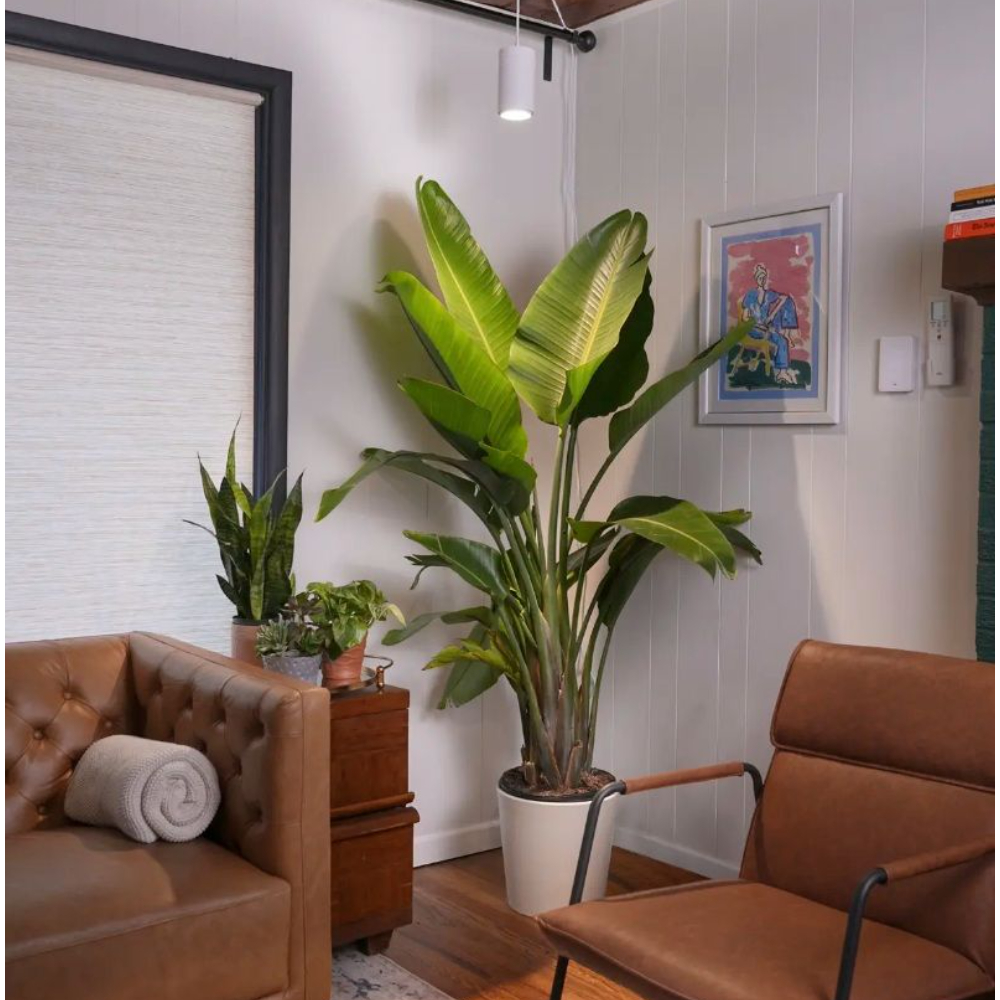 Aspect Luxury Led Aspect Luxury Led