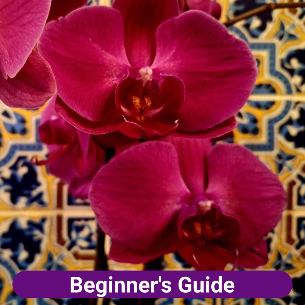 beginners guide to orchids