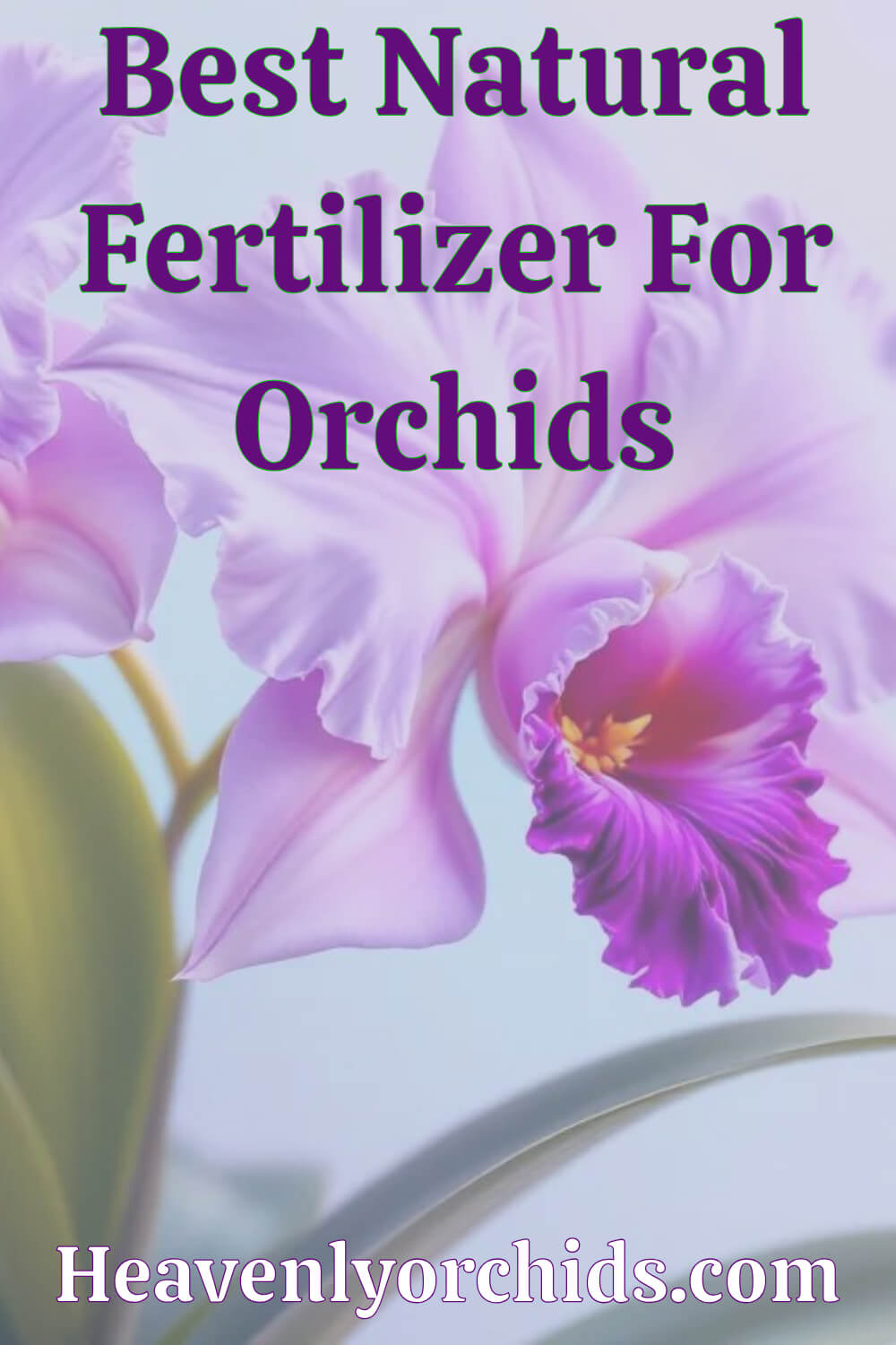 best natural fertilizer pin