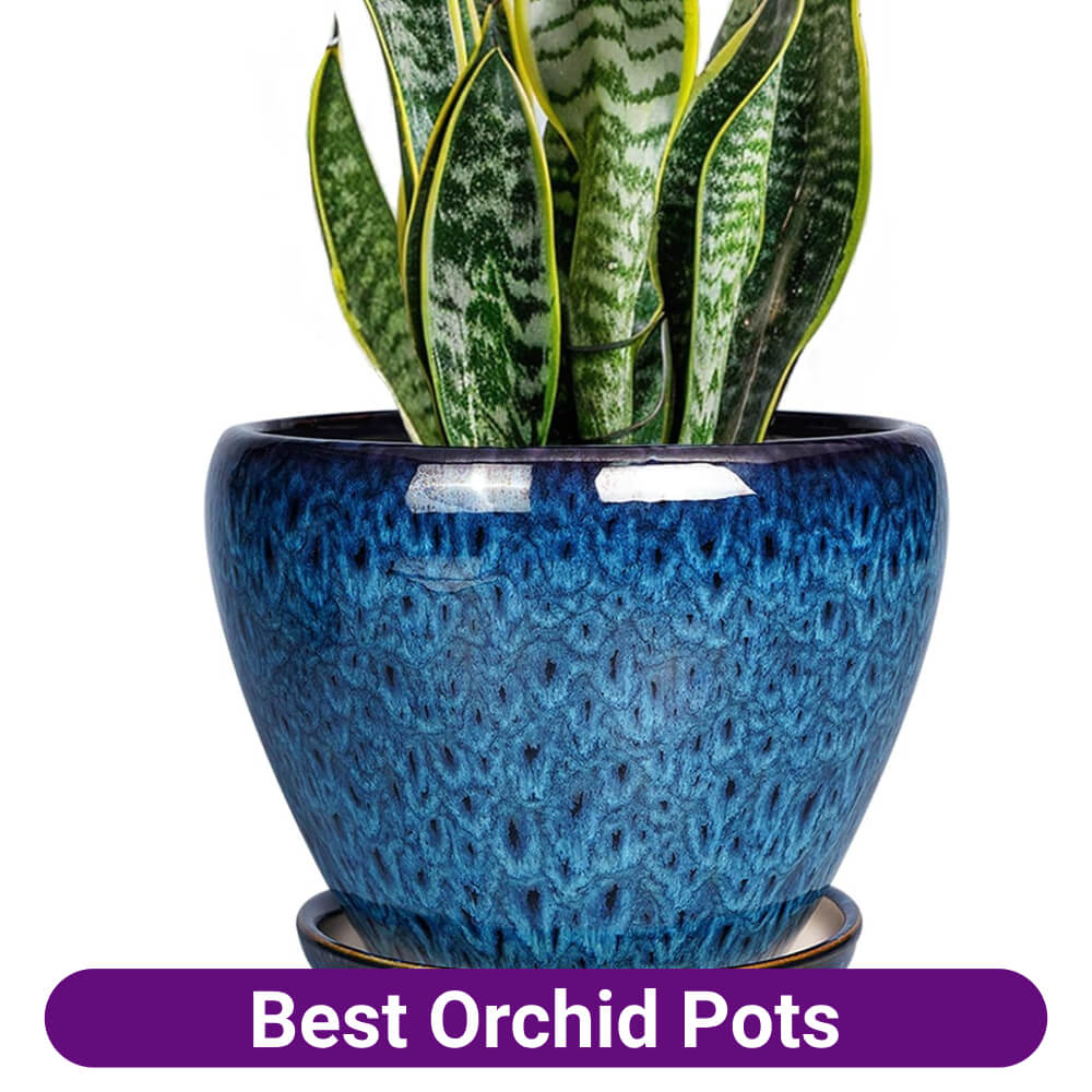 best orchid pots