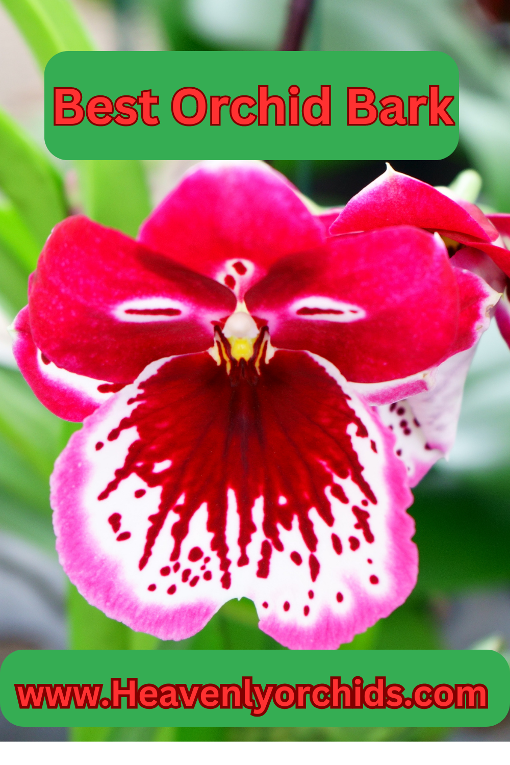 Best orchid bark pin