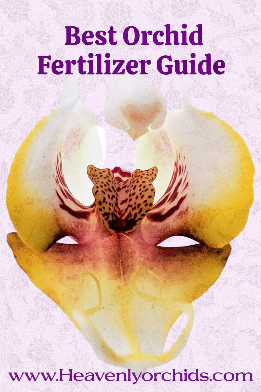 Best Orchid Fertilizer Pin