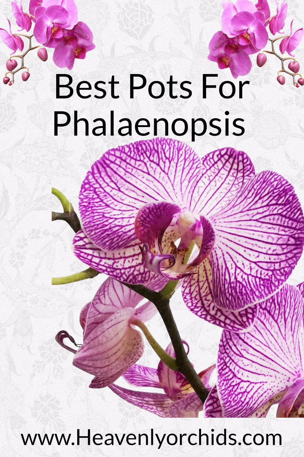 Best Orchid Pots for Phalaenopsis Pin