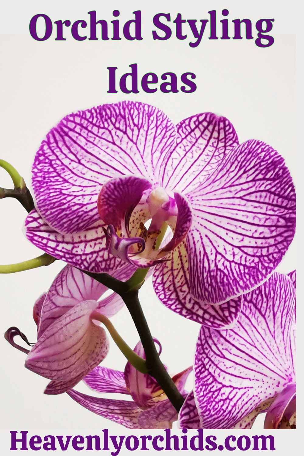 Heavenly Orchids 