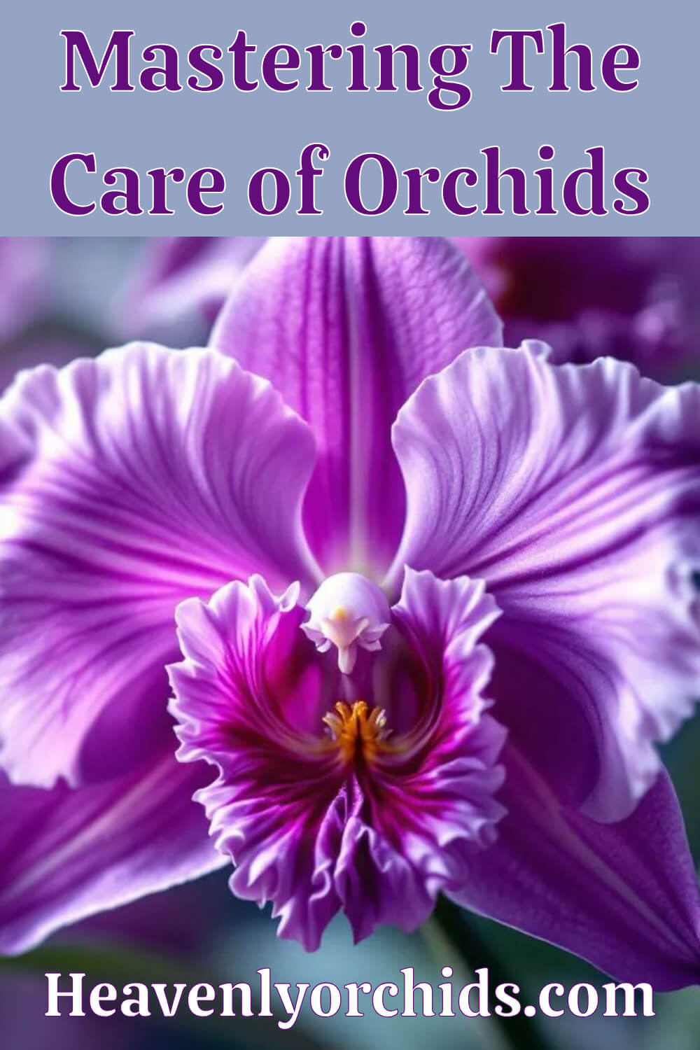 Close-up of vibrant purple orchid flower, showcasing the beauty of orchid care. Perfect for indoor gardening enthusiasts looking to master the care of orchid plants