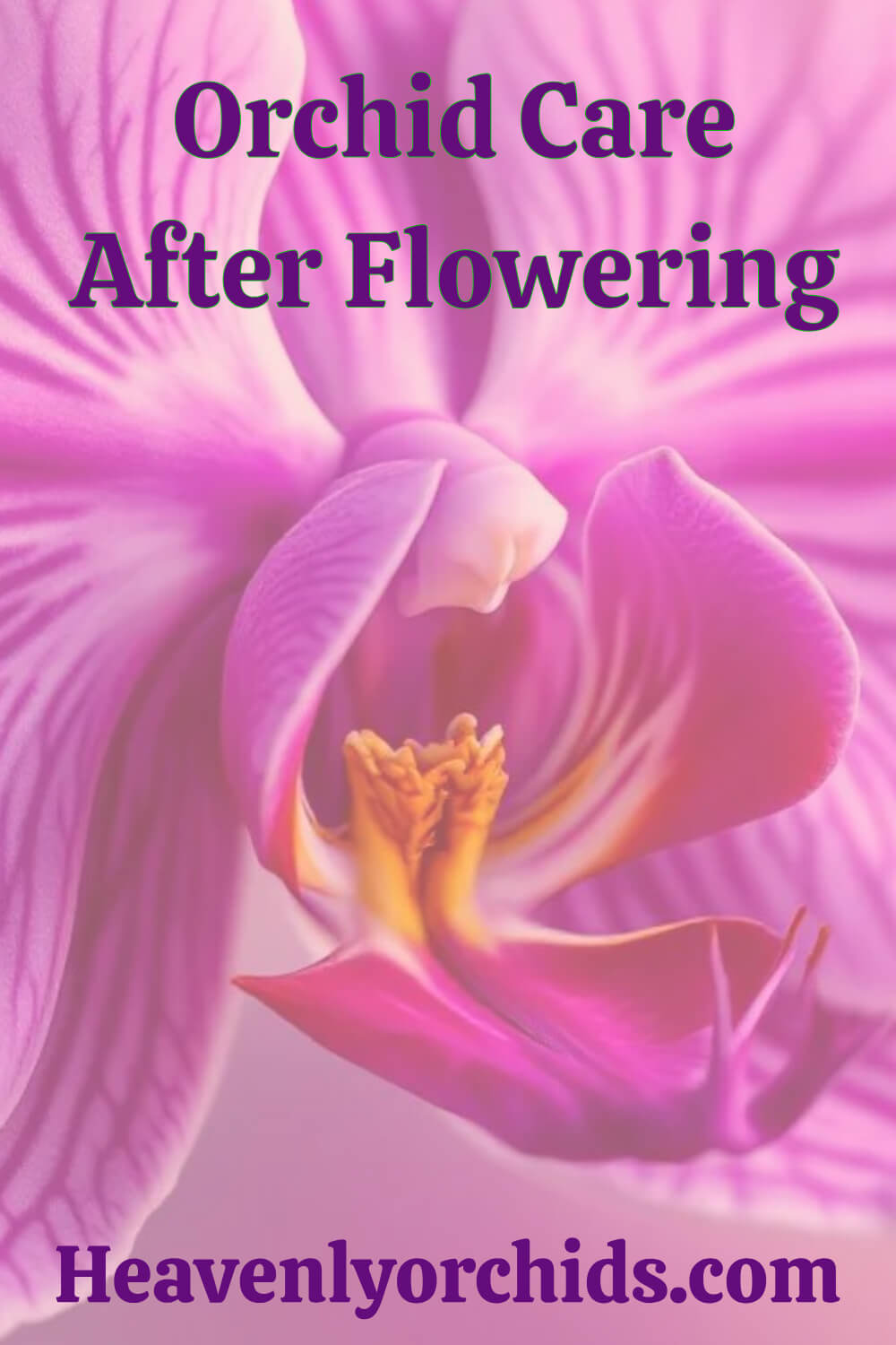 Orchid Care After Flowering pin