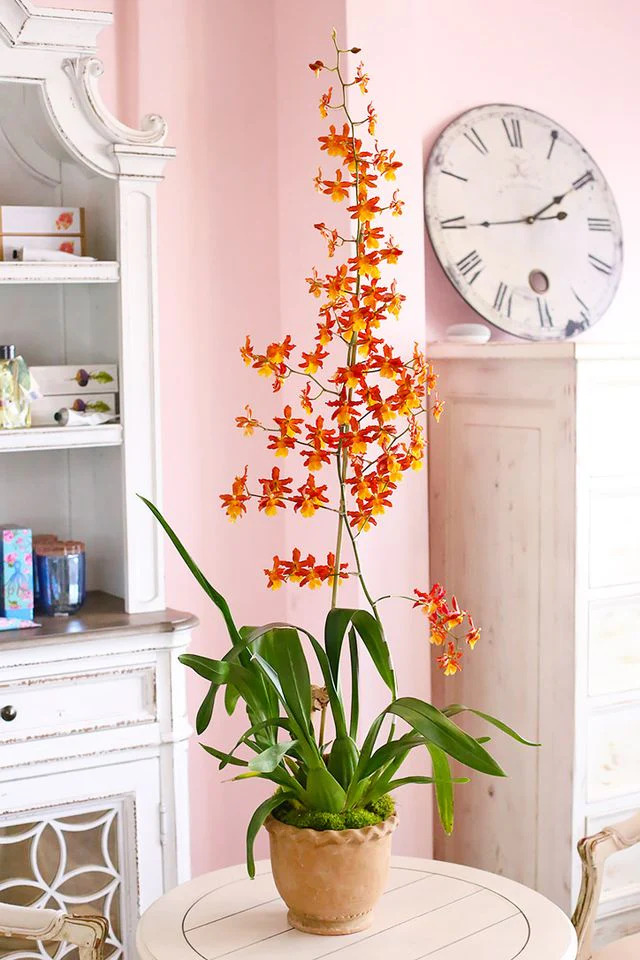 Oncidium Orange Orchid