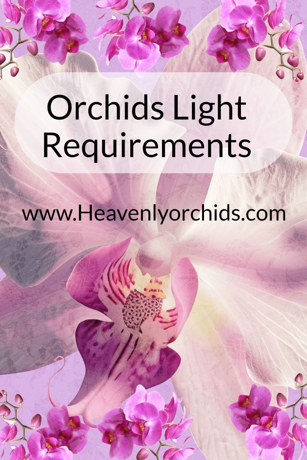 Orchid Light Requirements