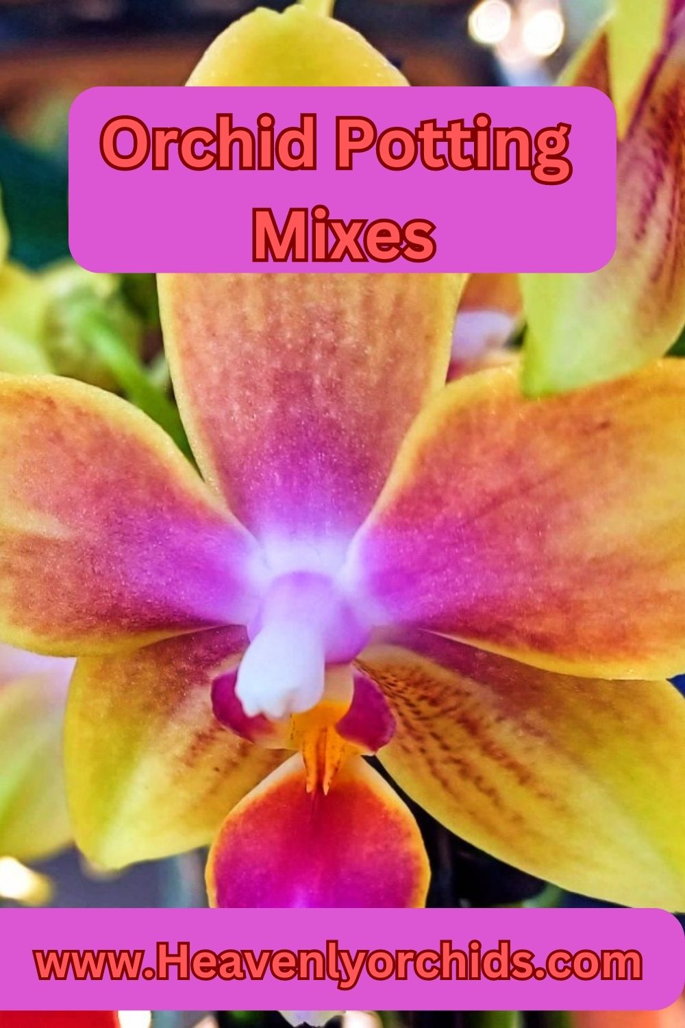 Orchid Potting Mix pin