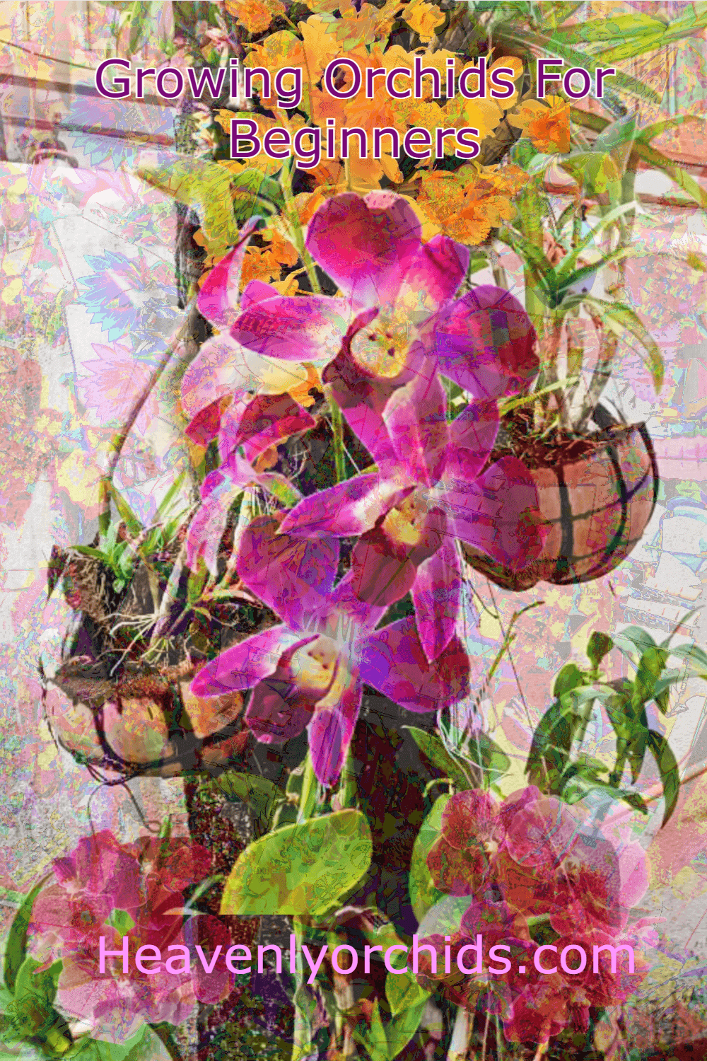 Photo collage of a number of different orchids and backgrounds. Growing orchids for beginners and heavenlyorchids.com text. Purple, yellow, red, flowers and coconut pots