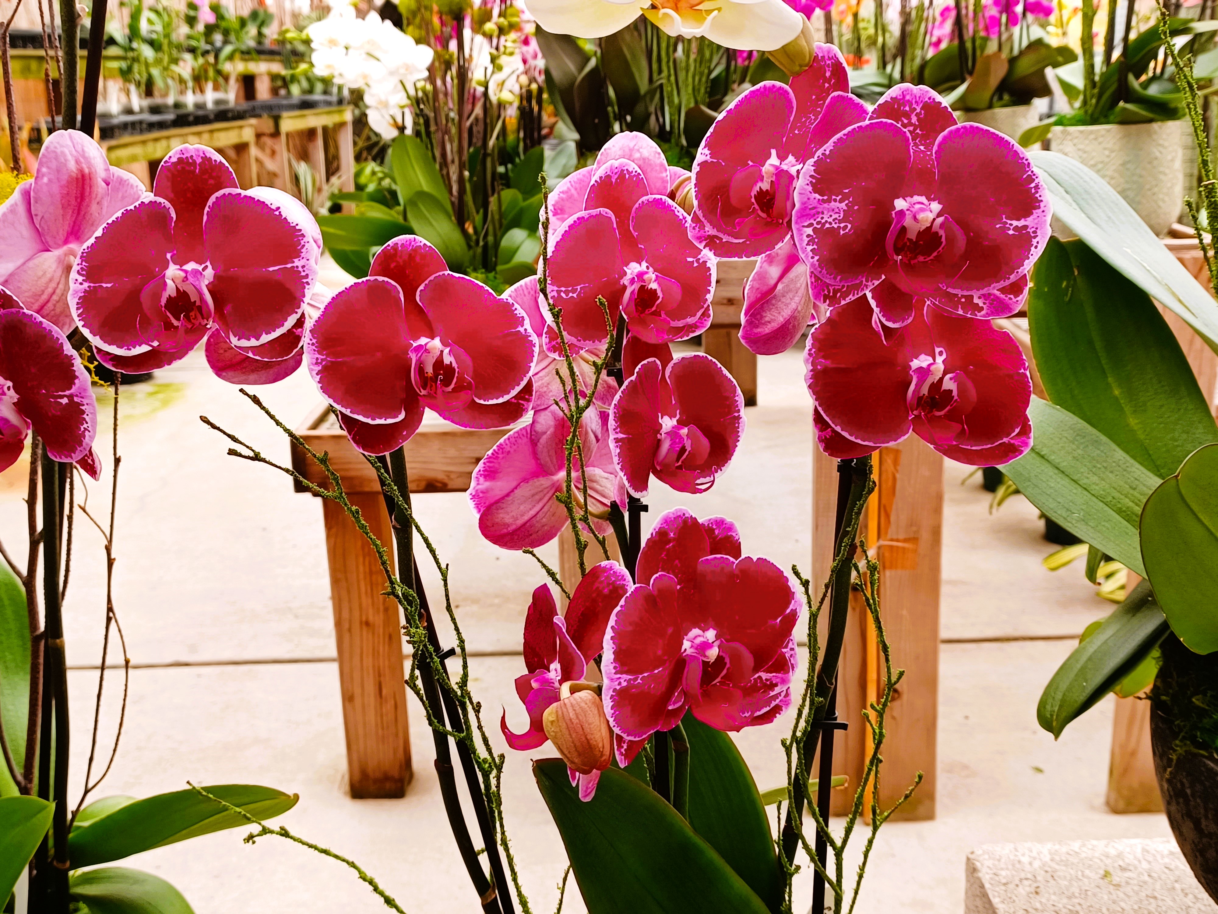 Red and Pink orchid flowers Red and Pink orchid flowers