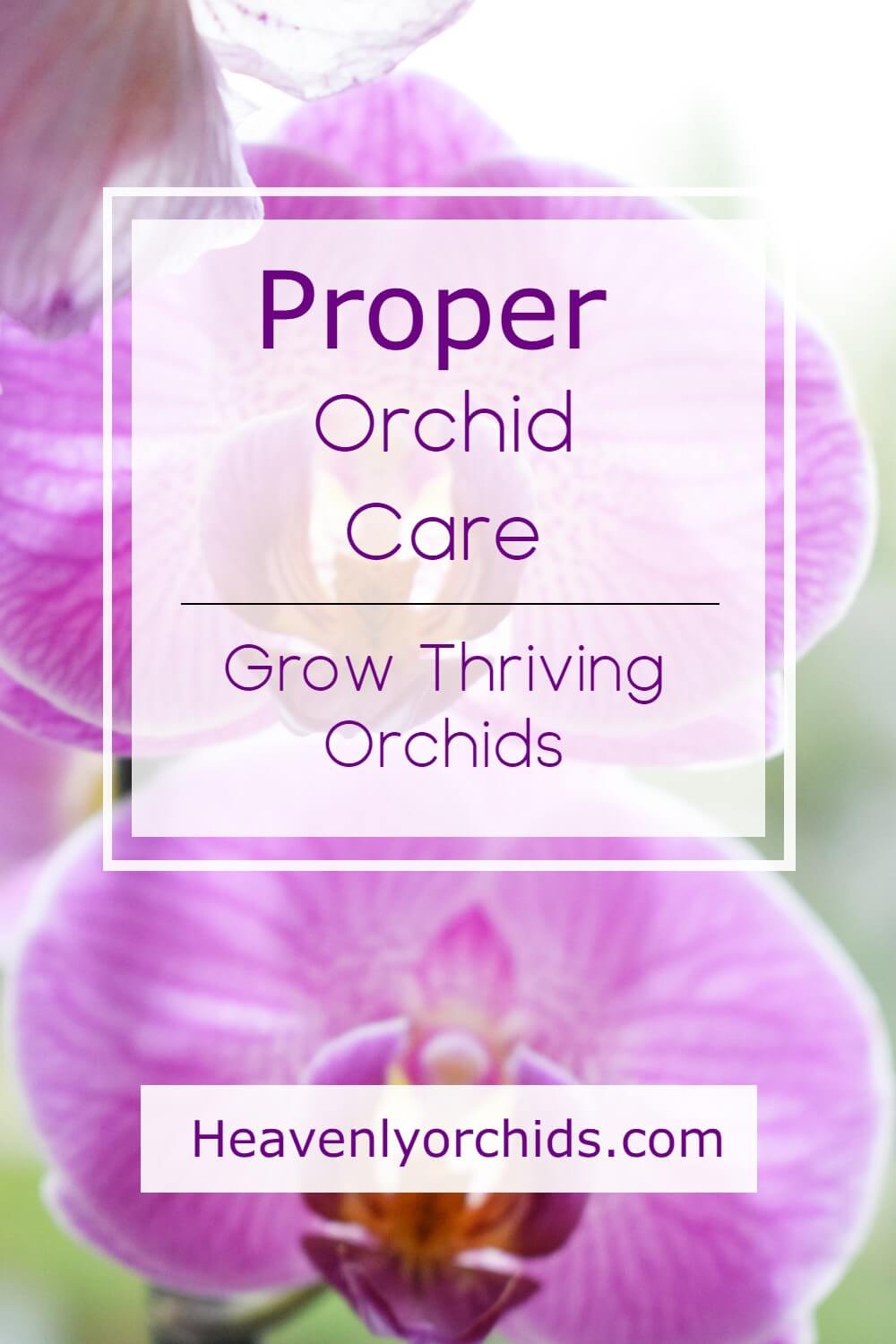 Proper orchid care, grow thriving orchids, heavenlyorchids.com, lilac colored orchid flower background