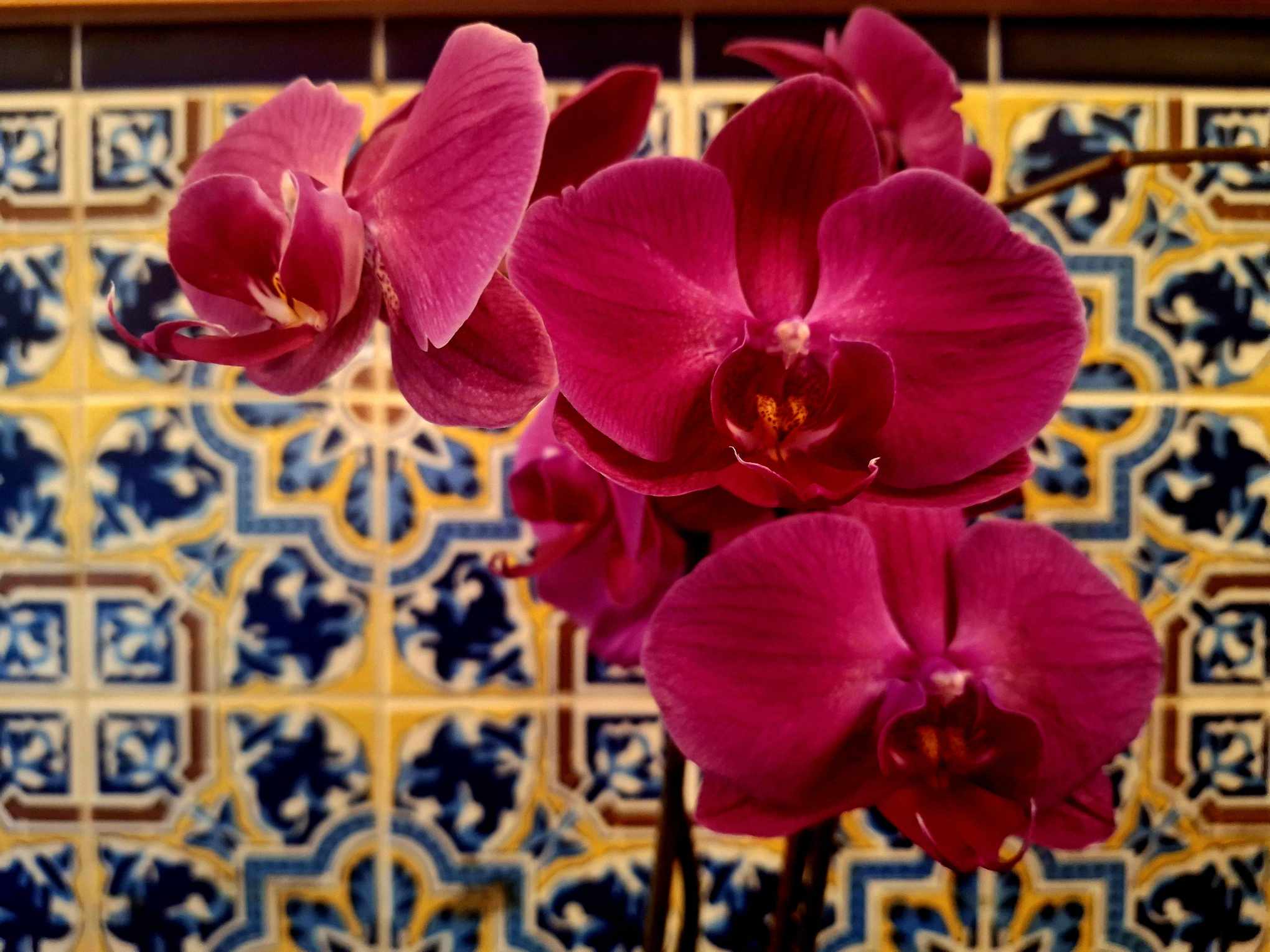 Learn beginner orchid care tips for thriving blooms! Discover light, water, potting, and fertilizing essentials to grow stunning orchids at home.