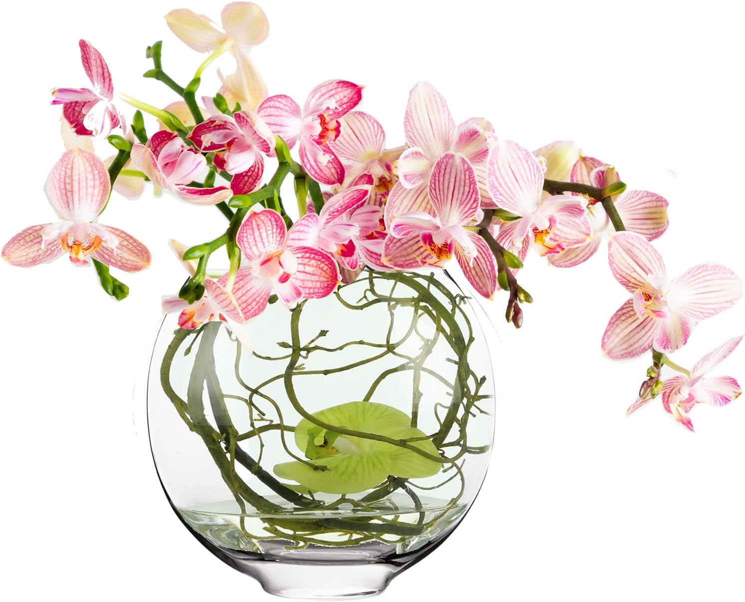 Orchids in Water Culture Clear Glass Vase