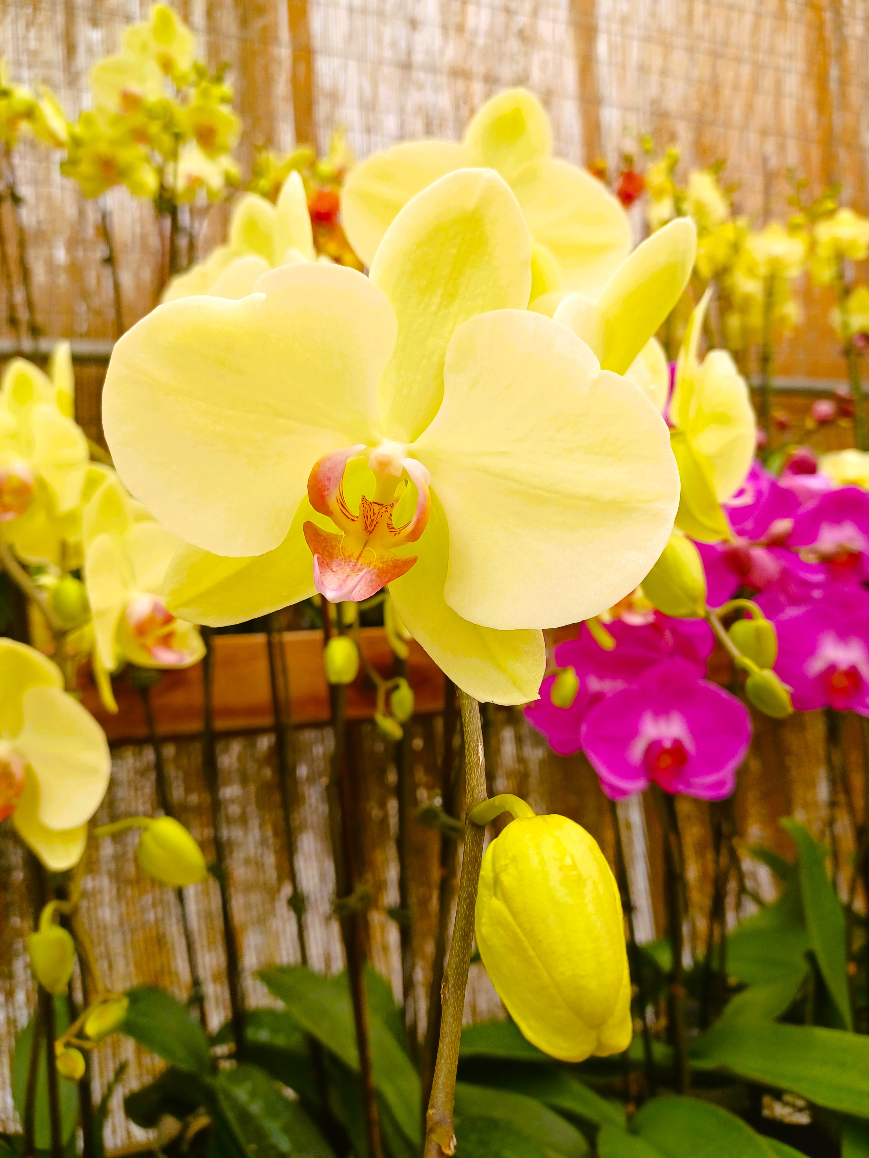 Yellow flower orchid