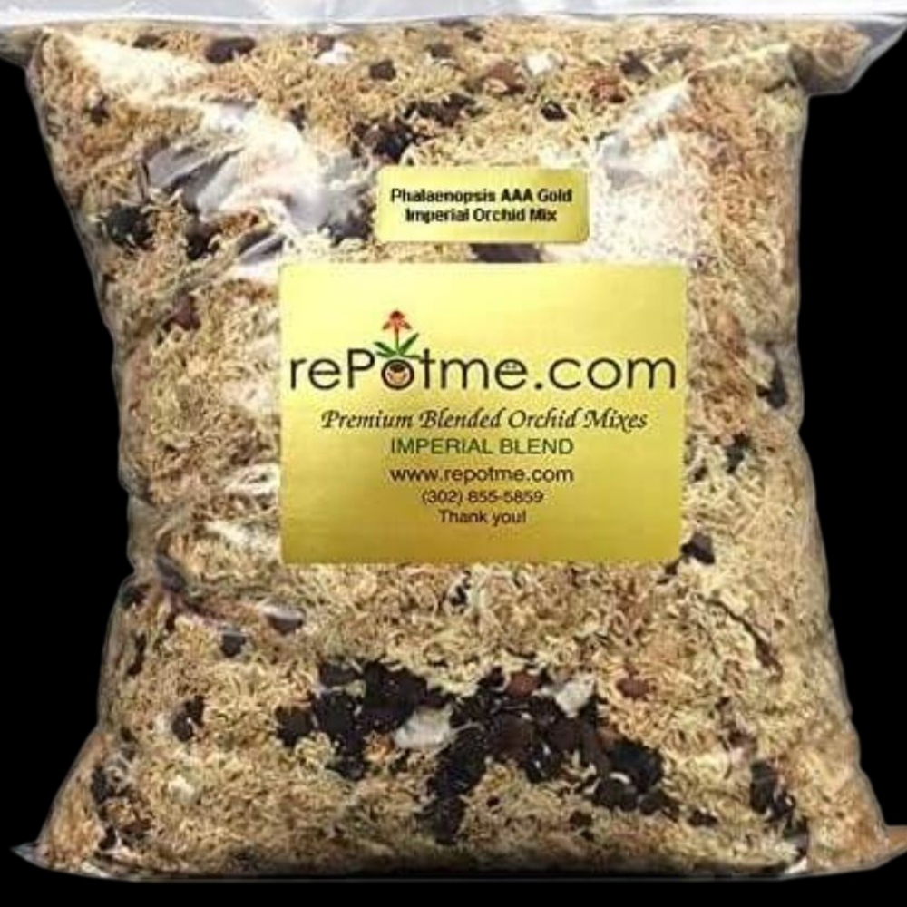 rePotme AAA Gold Phalaenopsis Mix