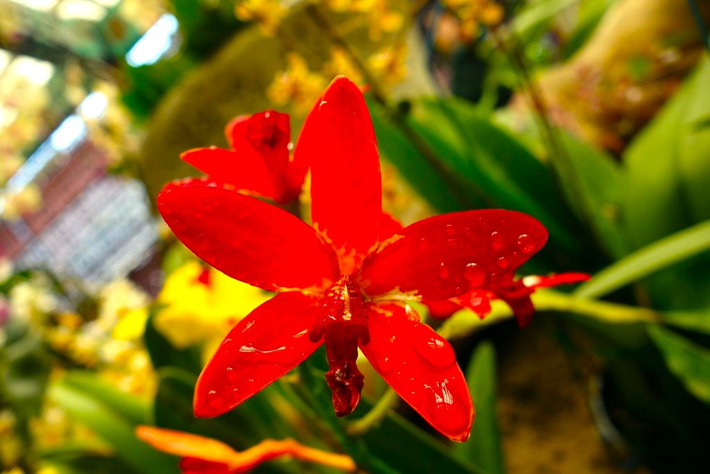 5 Best grow light for orchids