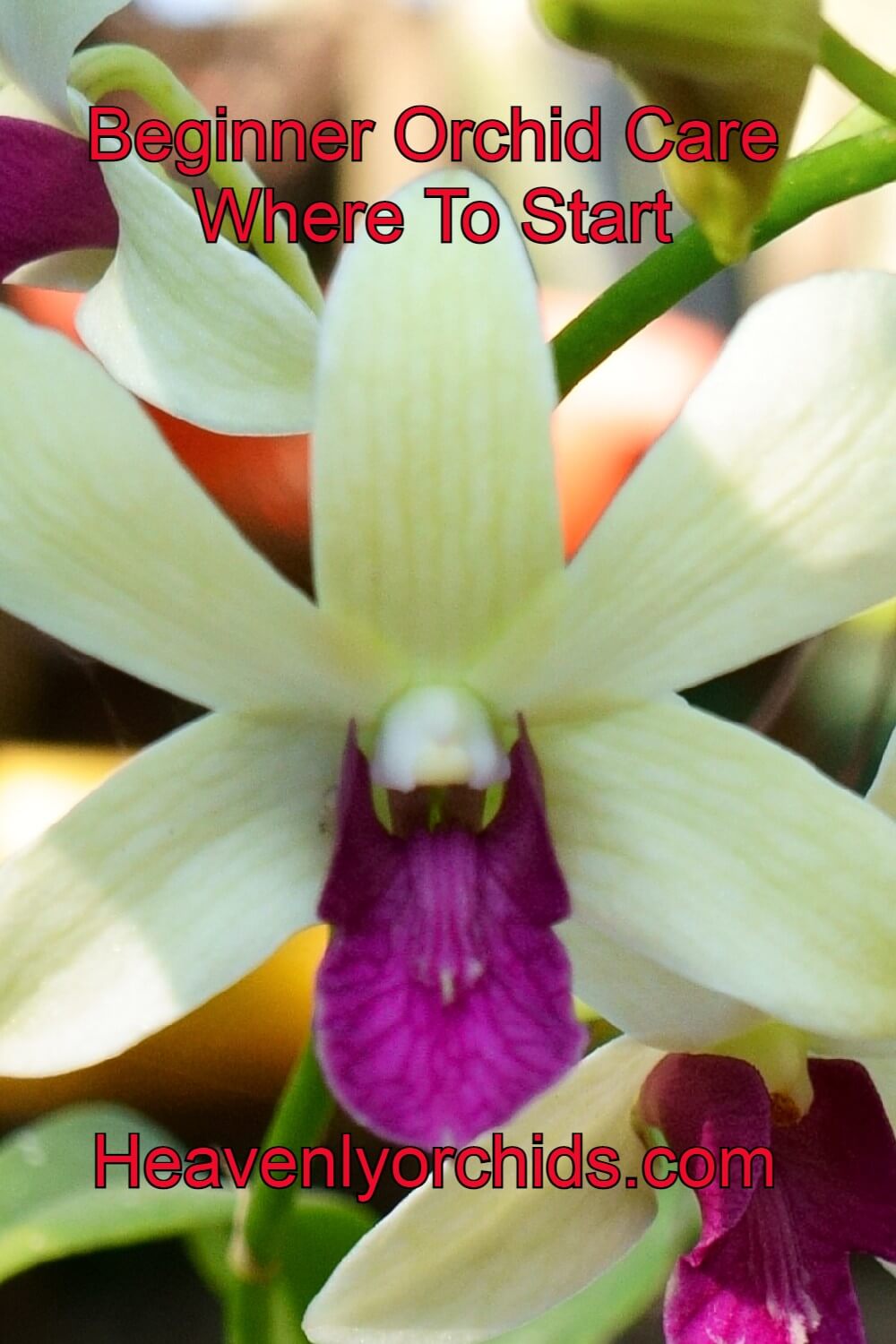 yellow orchid with a purple lip, beginner orchid care, where to start, heavenlyorchids.com