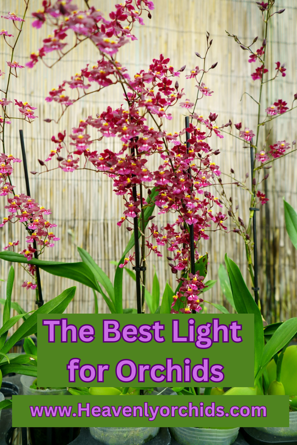 Best light for orchids pin