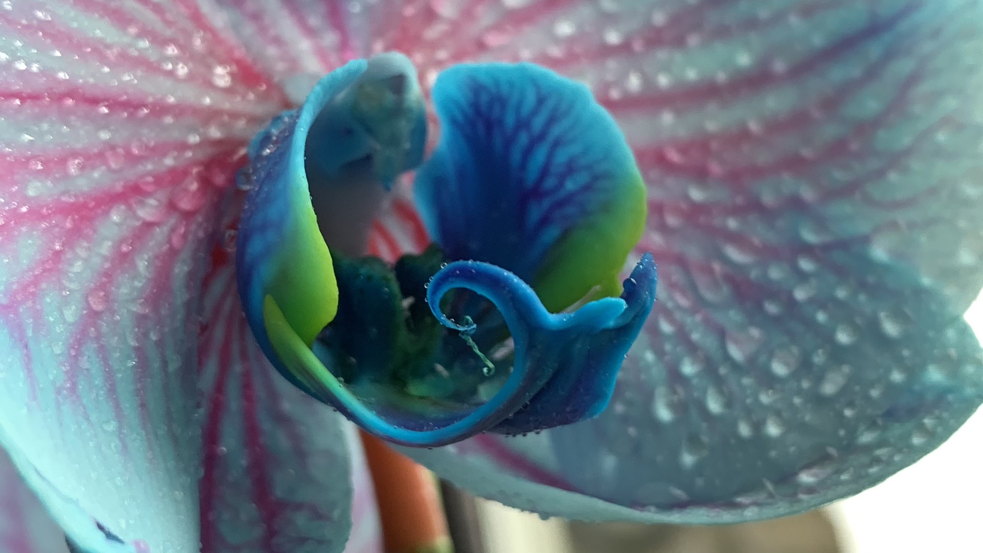 Orchid flower with blue tones