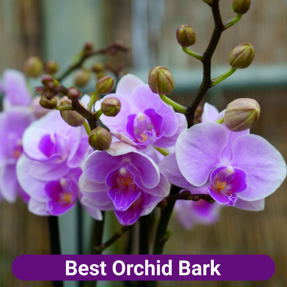 best orchid bark