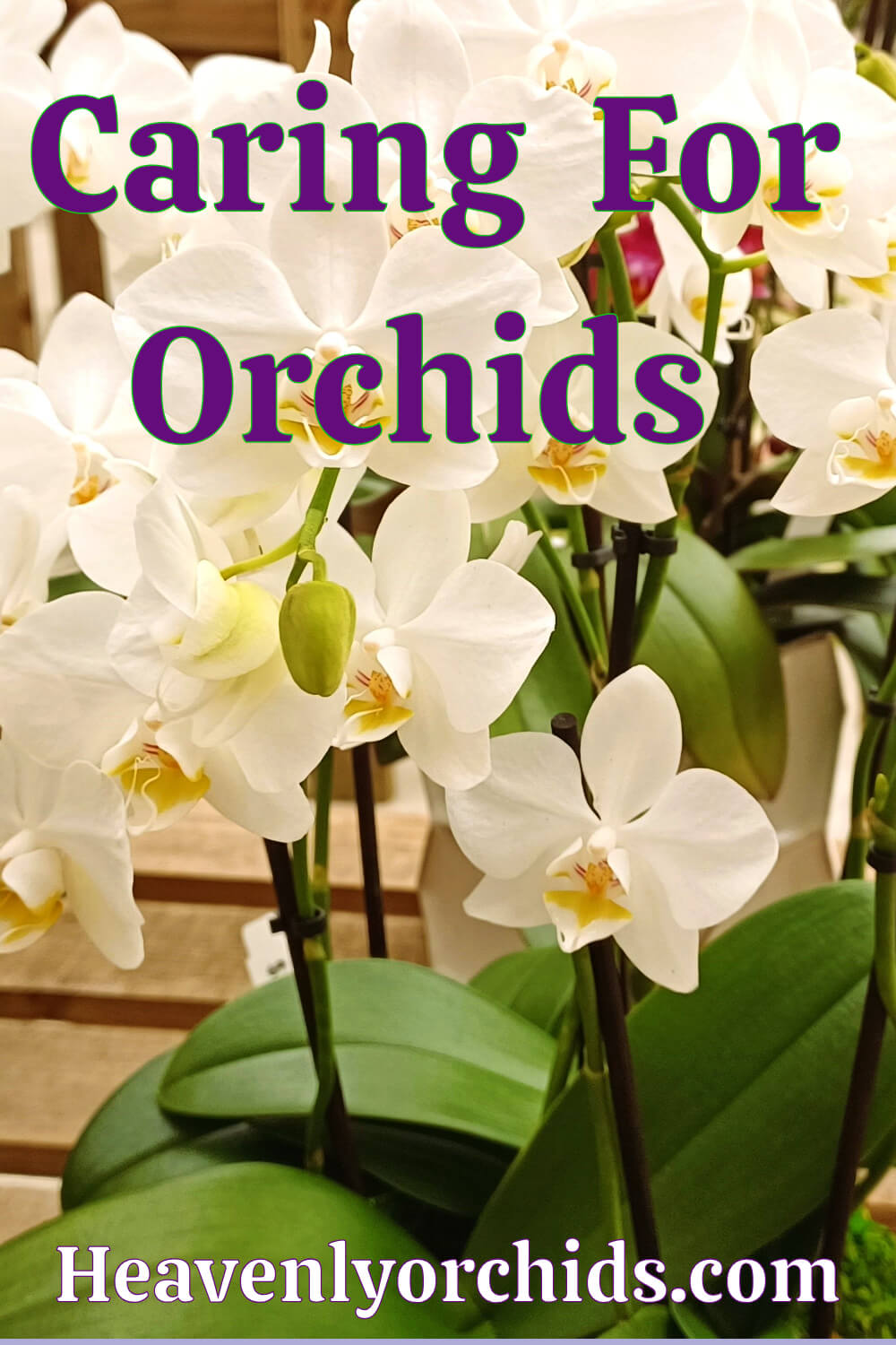 White Orchid Flower Blooms