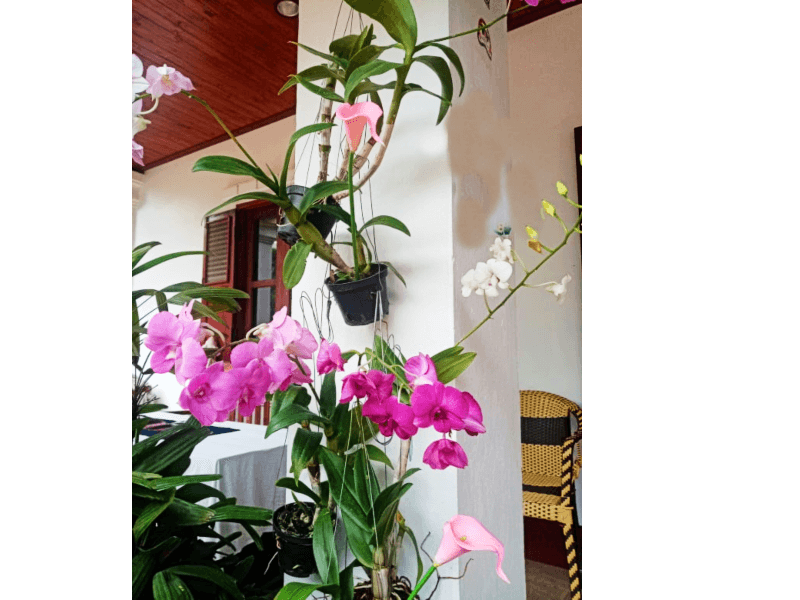Orchid care made easy, growing orchids for beginners, learn the essentials
