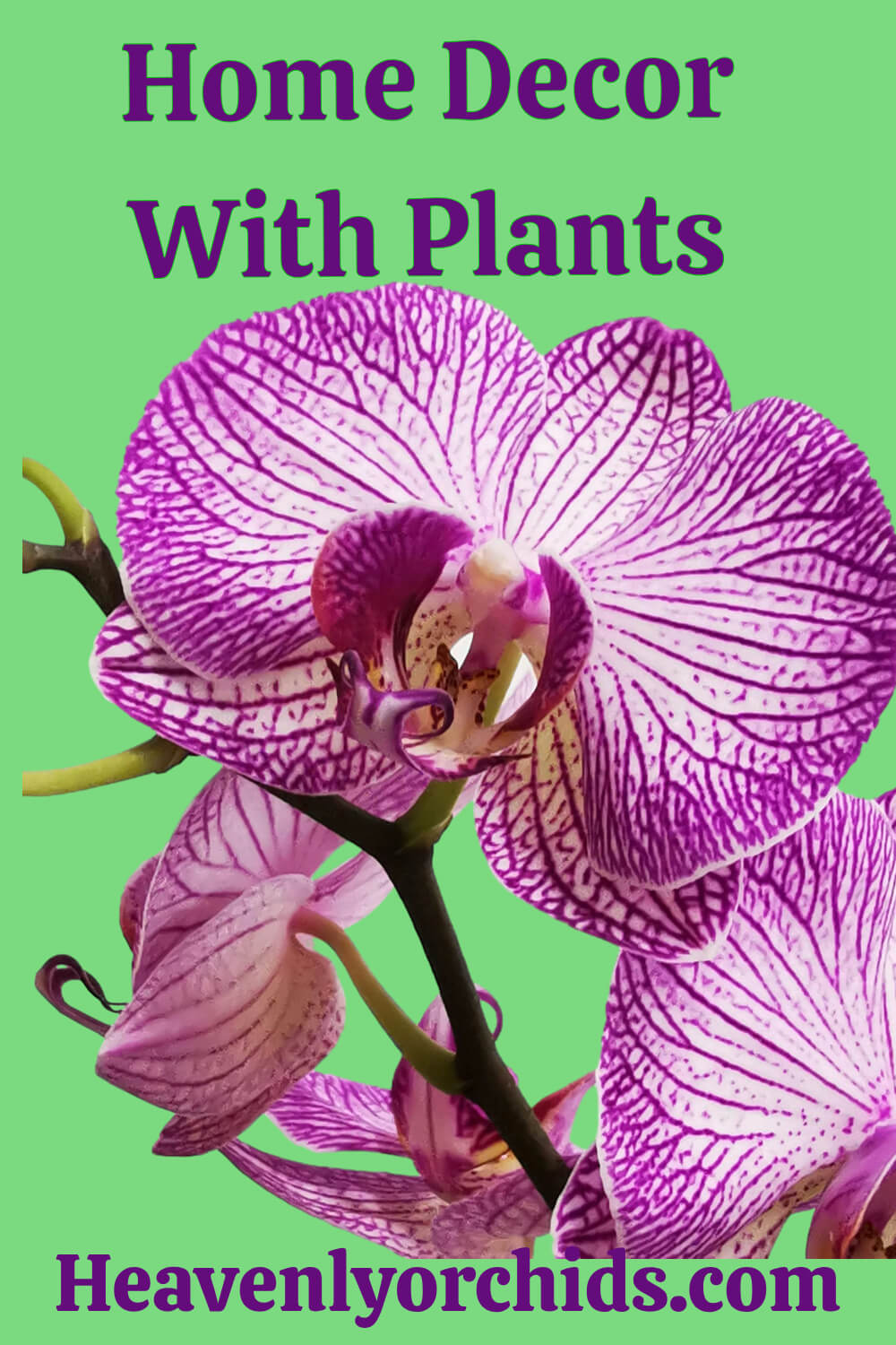 Home Decor with plants pin