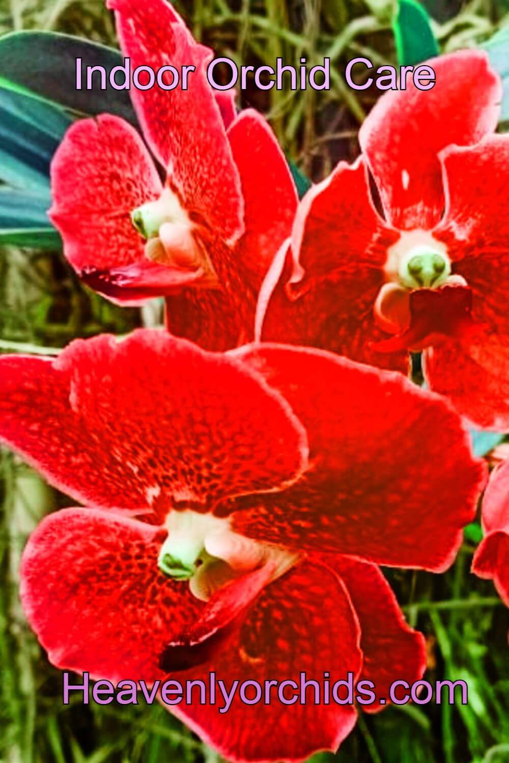 red orchid flowers