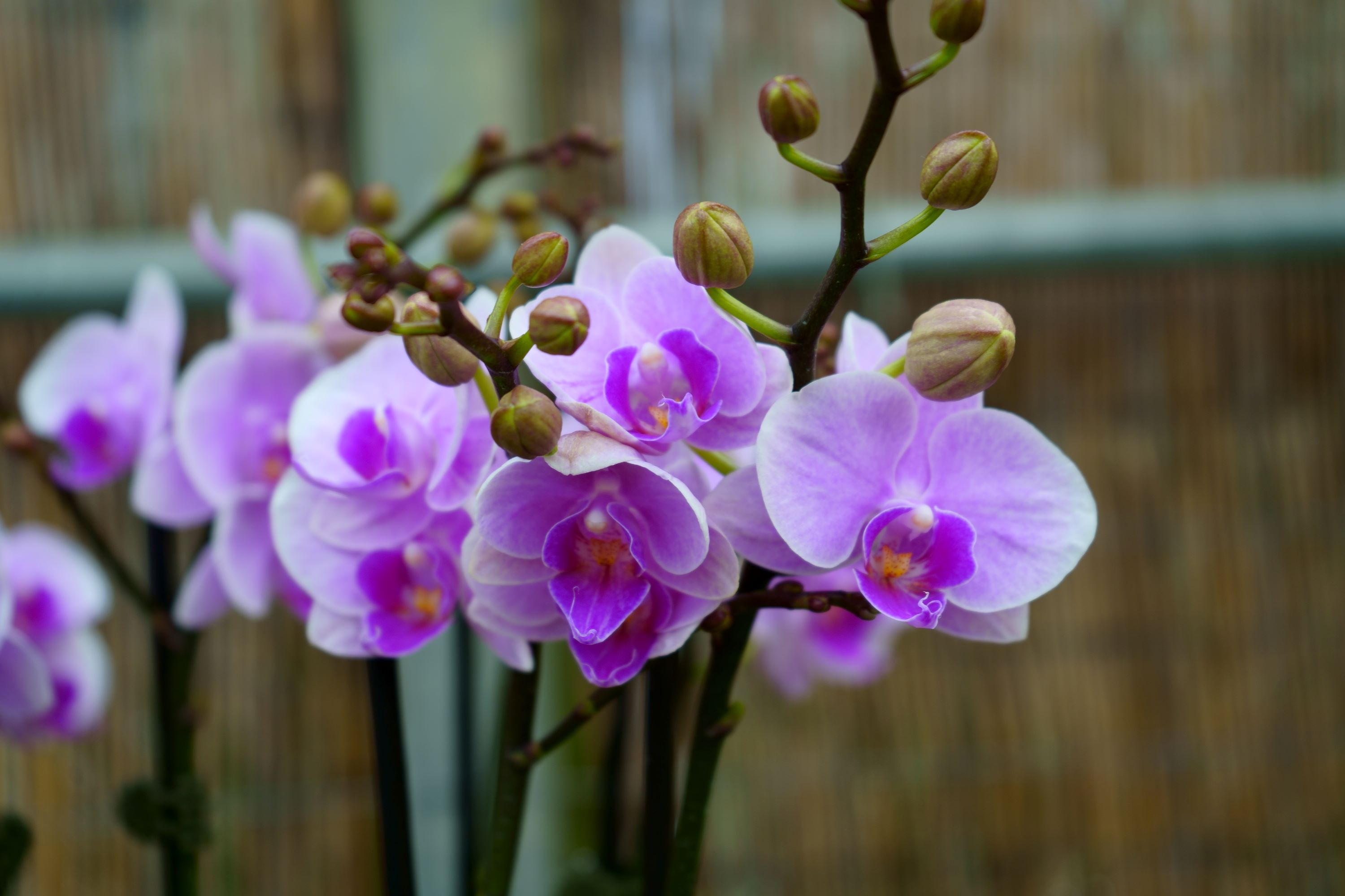 Best natural fertilizer for orchids