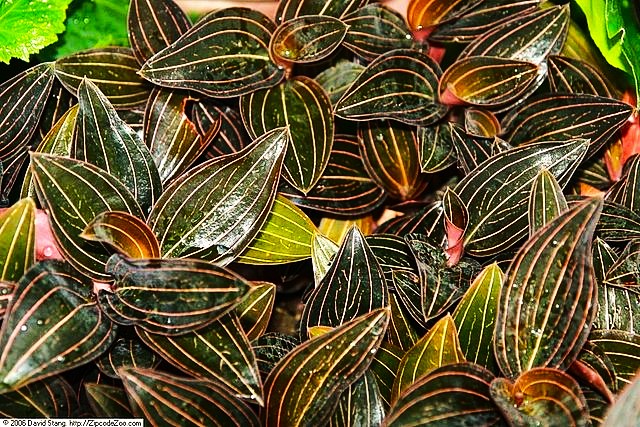 Lusidia Discolor Lusidia Discolor