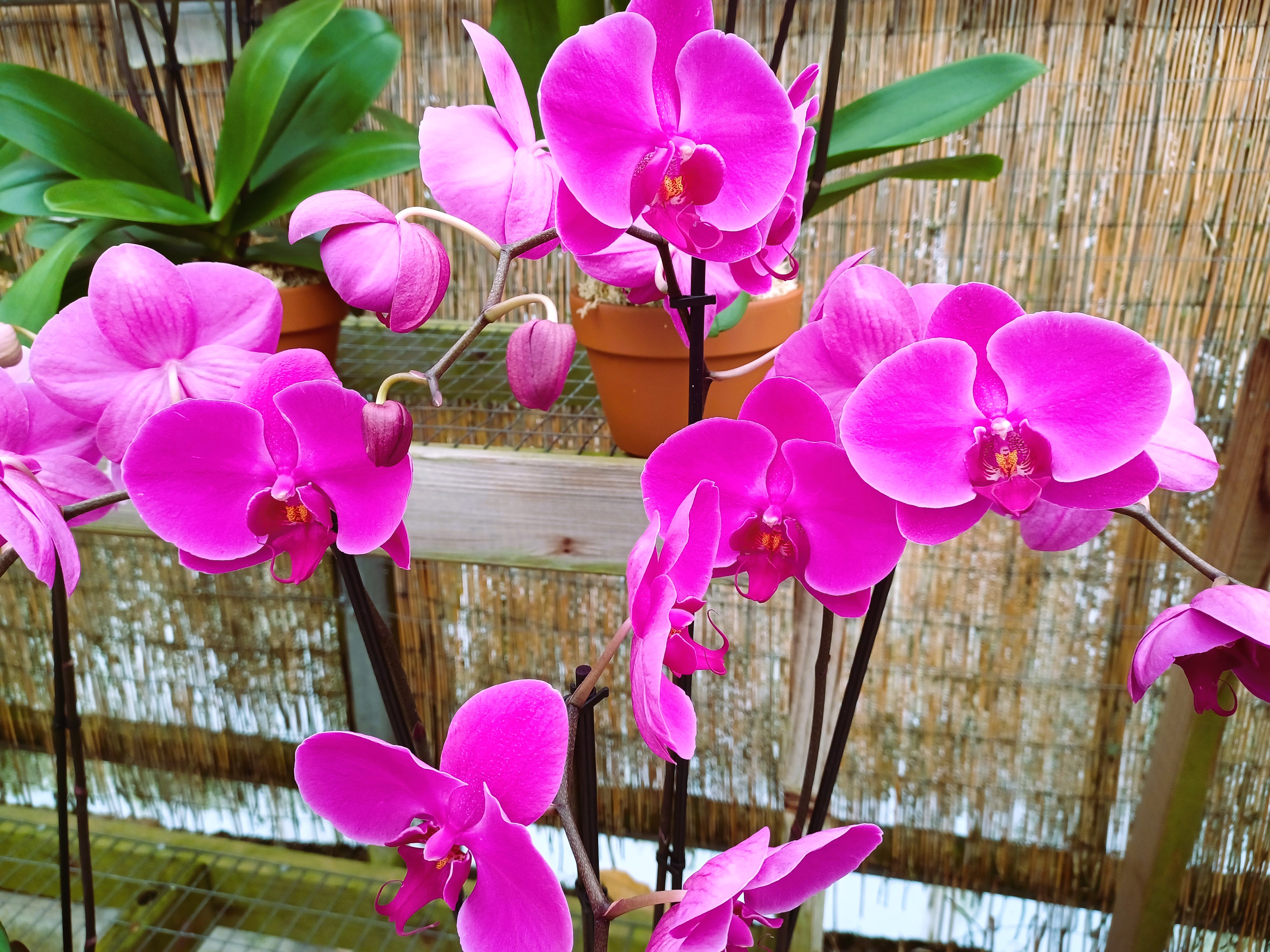 Magenta pink colored orchid flowers