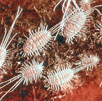 mealybugs2.png mealybugs2.png