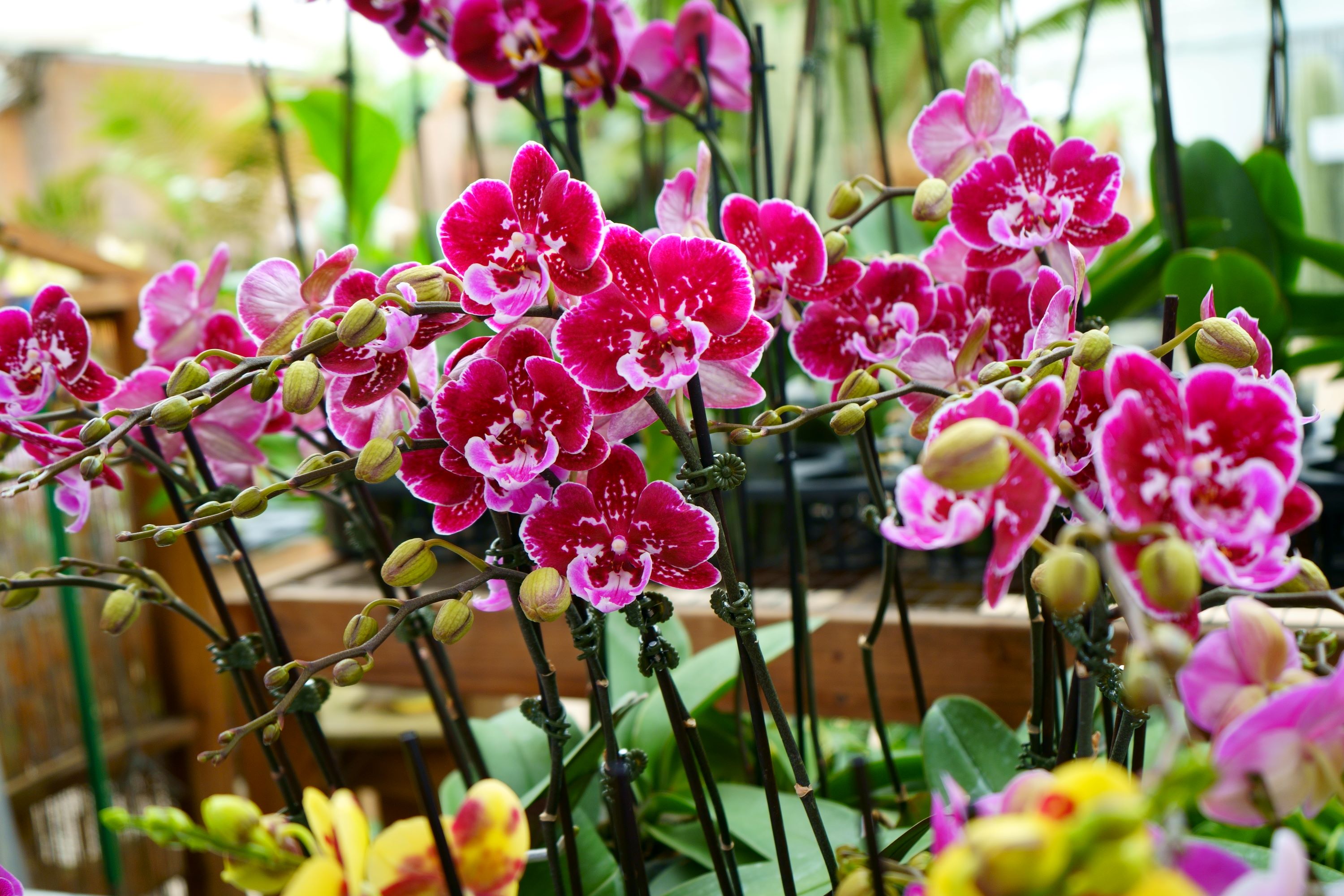 bouquet of orchid flowers
