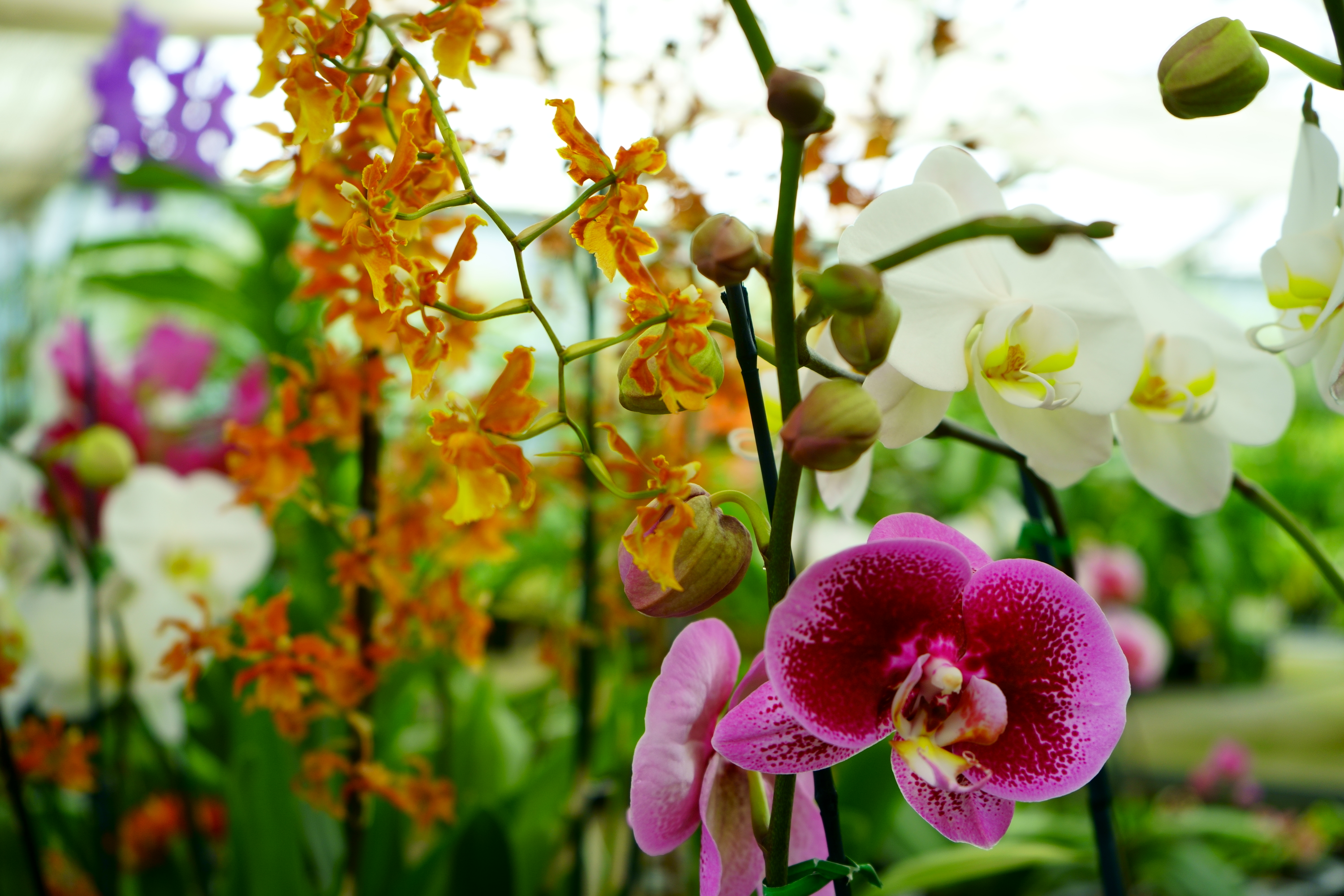 9 Best light for orchids light fixture reviews