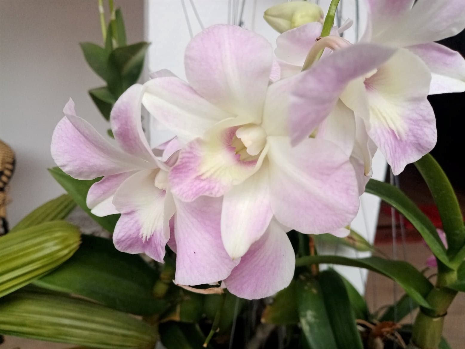 How to make orchids rebloomA Guide