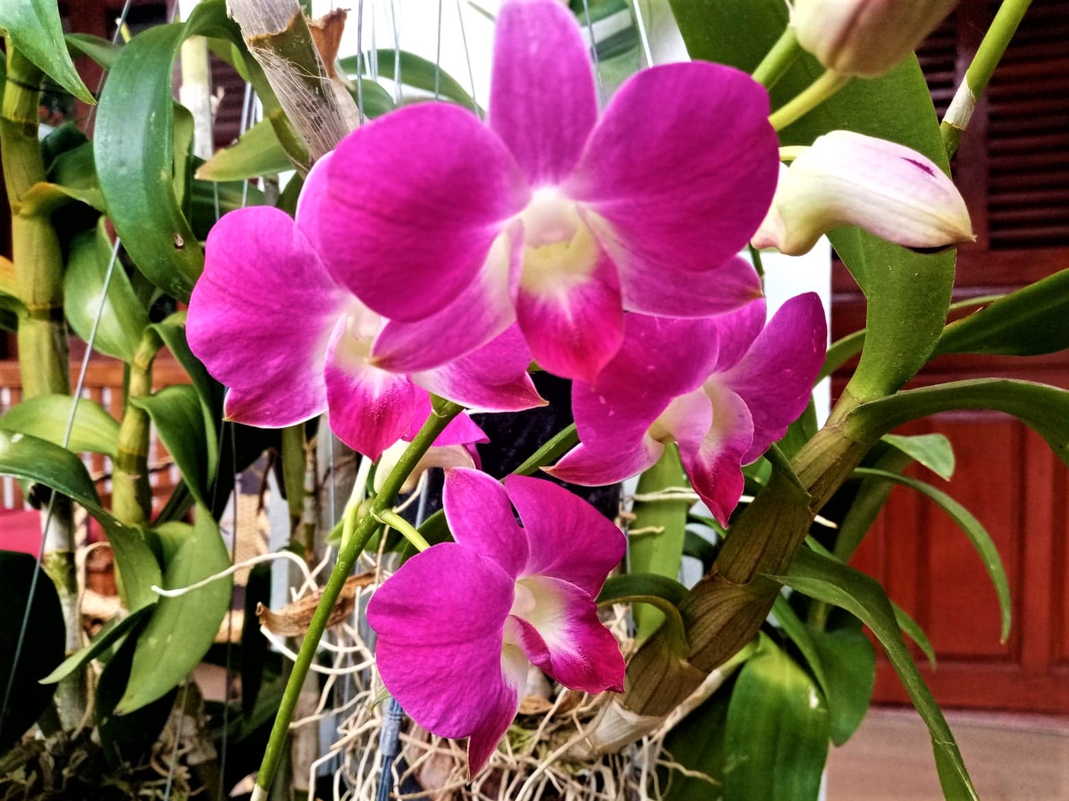 Top 4 Bloom Boosting Techniques for Orchids – rePotme