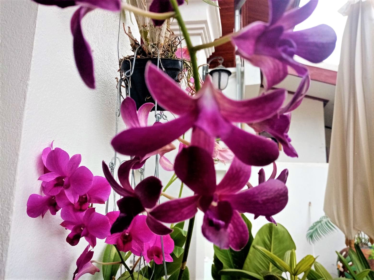 Master orchid care watering with tips on water types, temperature, and why reverse osmosis is best for healthy, thriving orchids. 