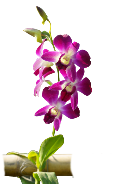 orchid2.png