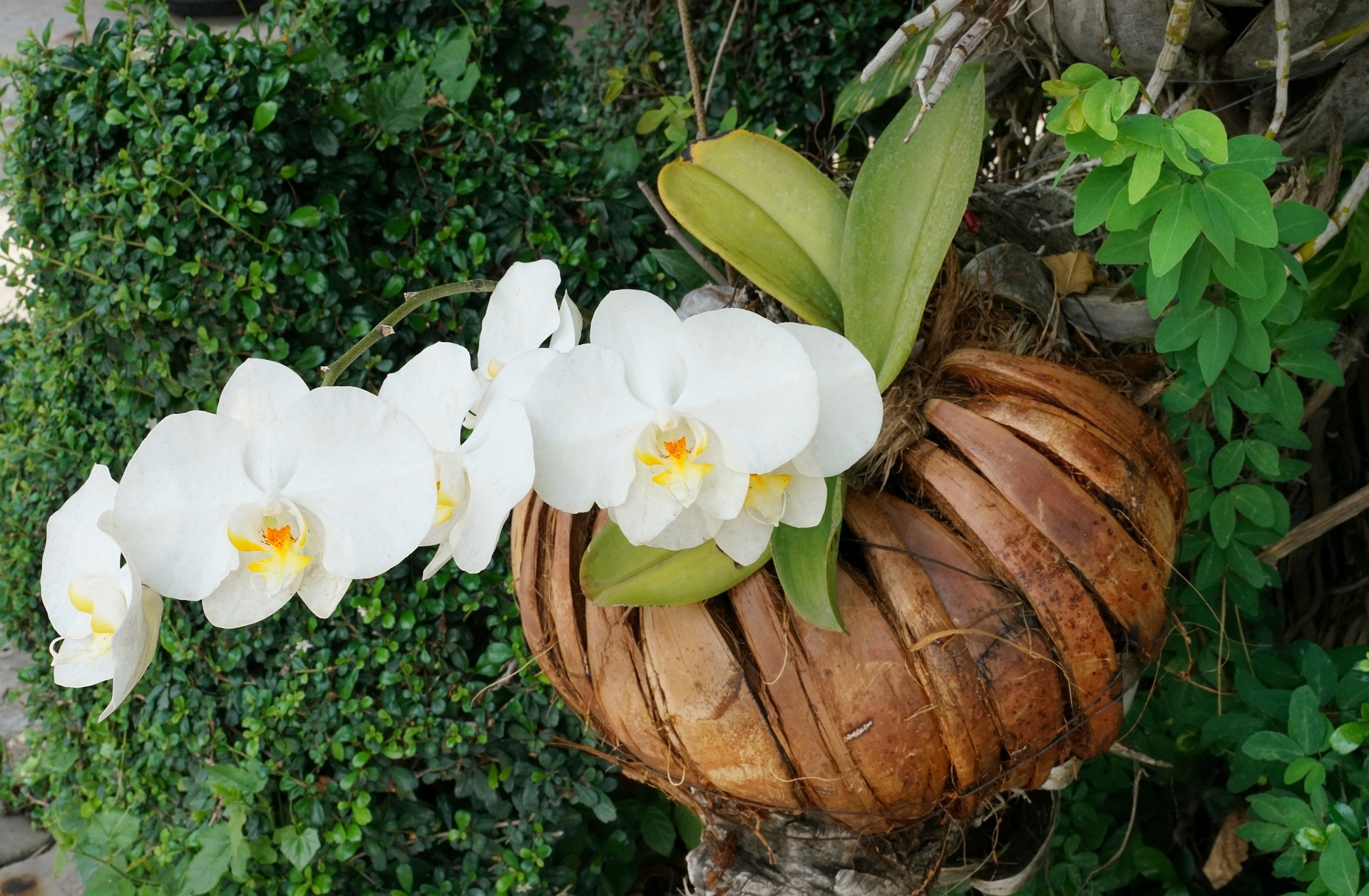 Orchid flowers and a pumpkin Orchid flowers and a pumpkin
