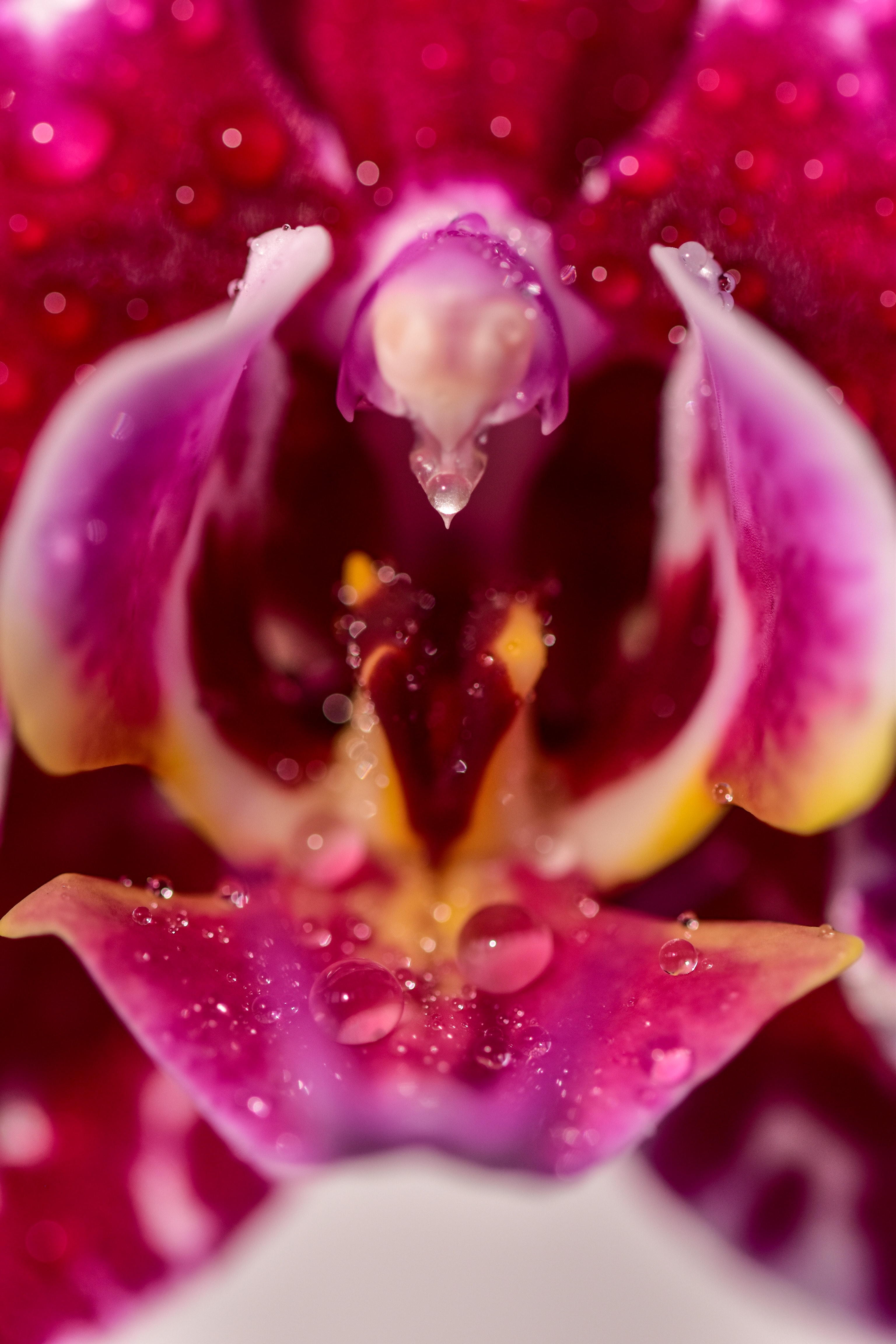 Pink orchid with water droplets