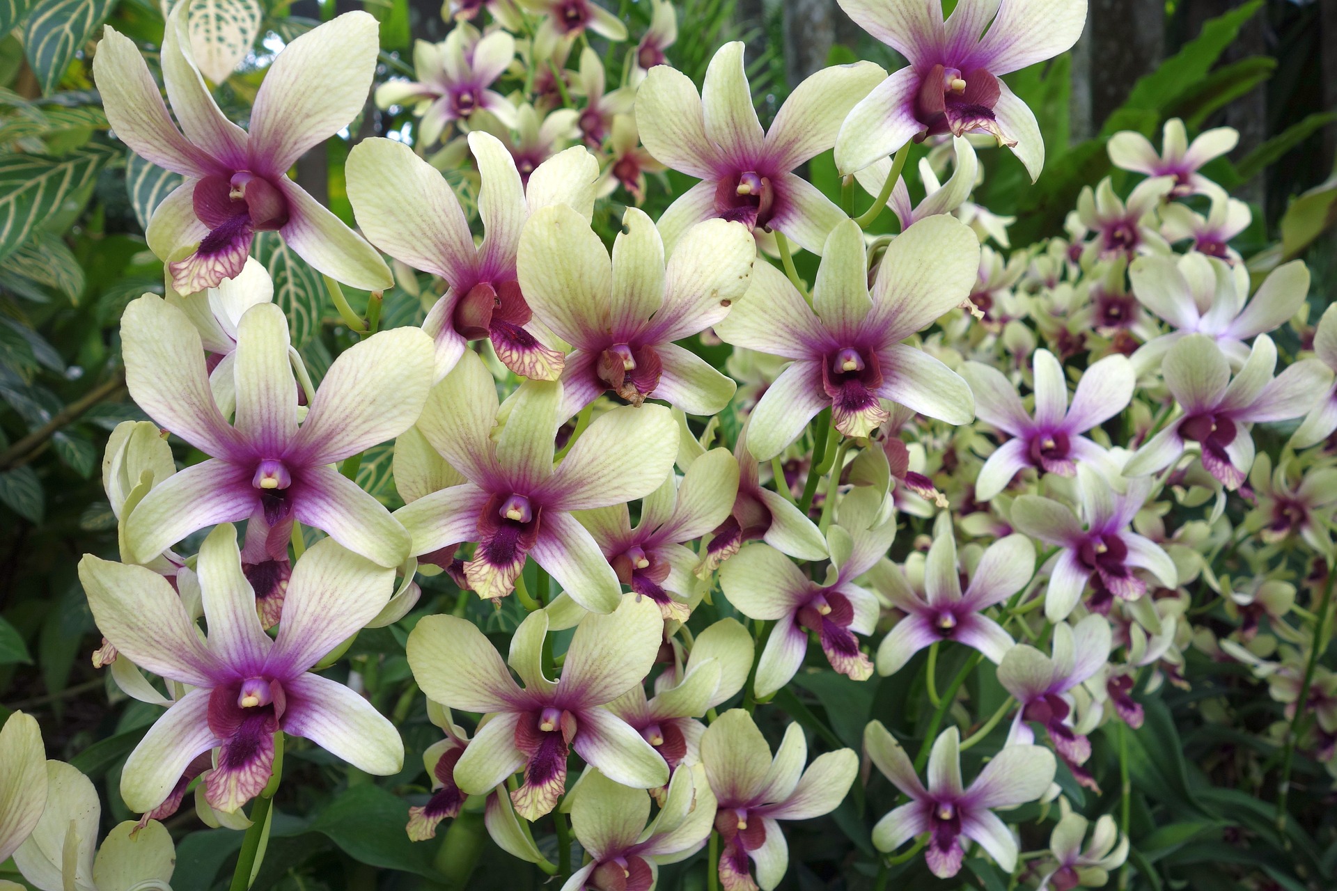 Orchid with purple Orchid with purple