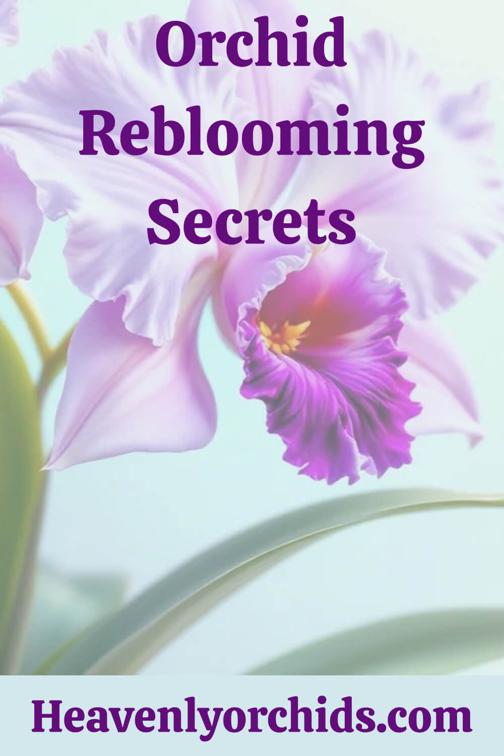 Orchid Reblooming Secrets PIn