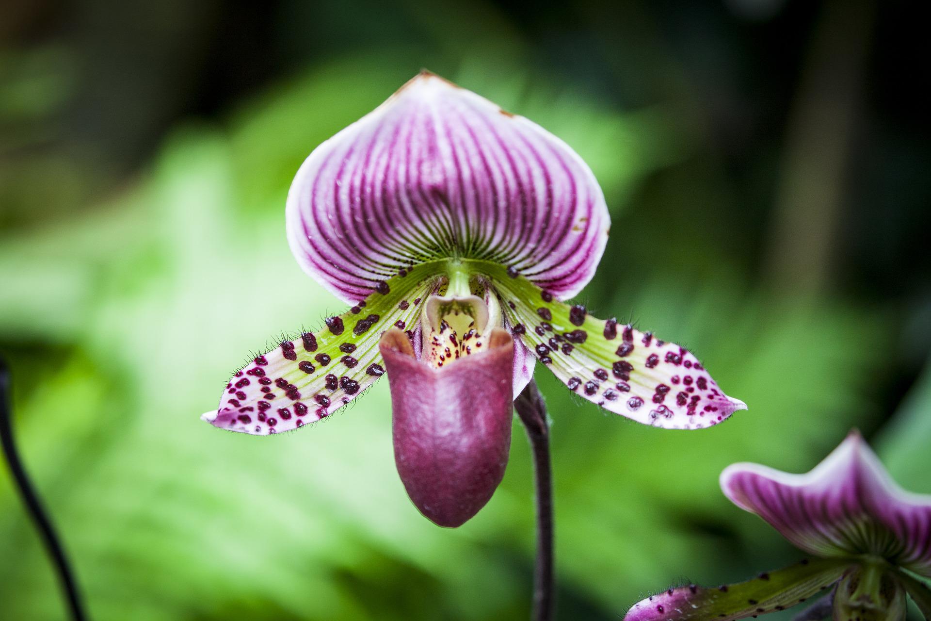 Paphiopedilum Paphiopedilum