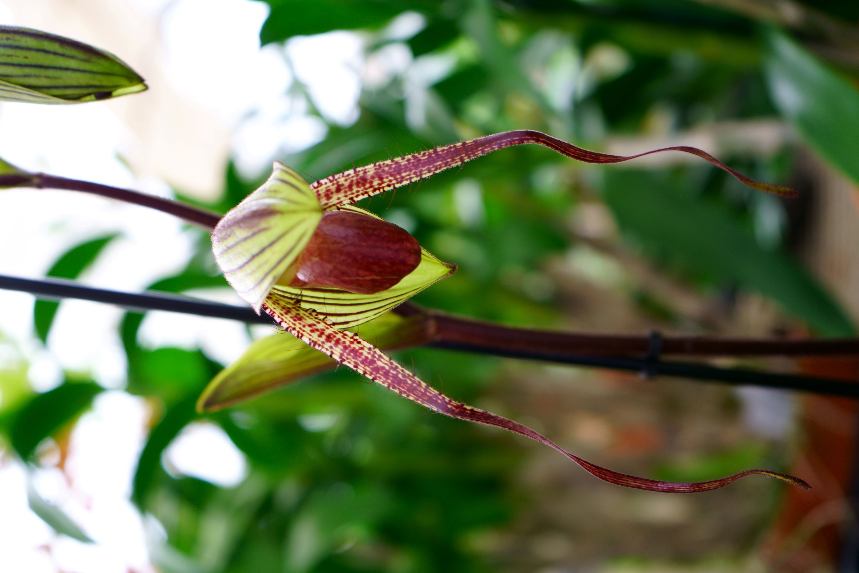 Paphiopedulum flower Paphiopedulum flower