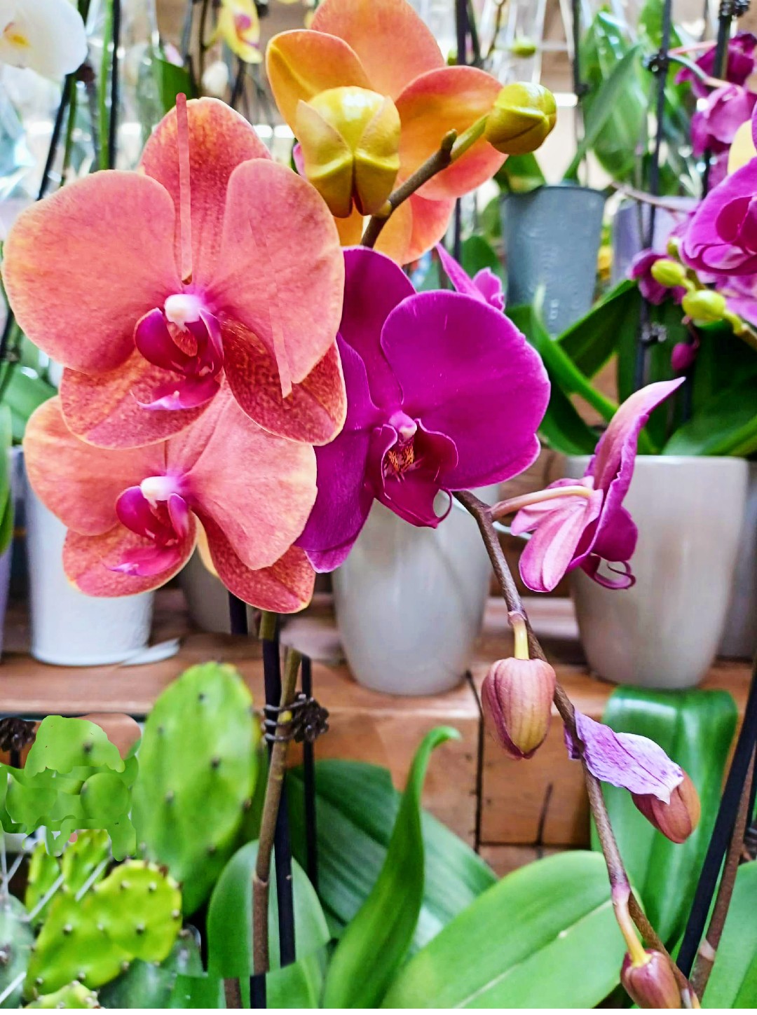 orchid with peach colored flowers