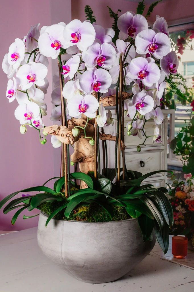 pink orchids waterfall display