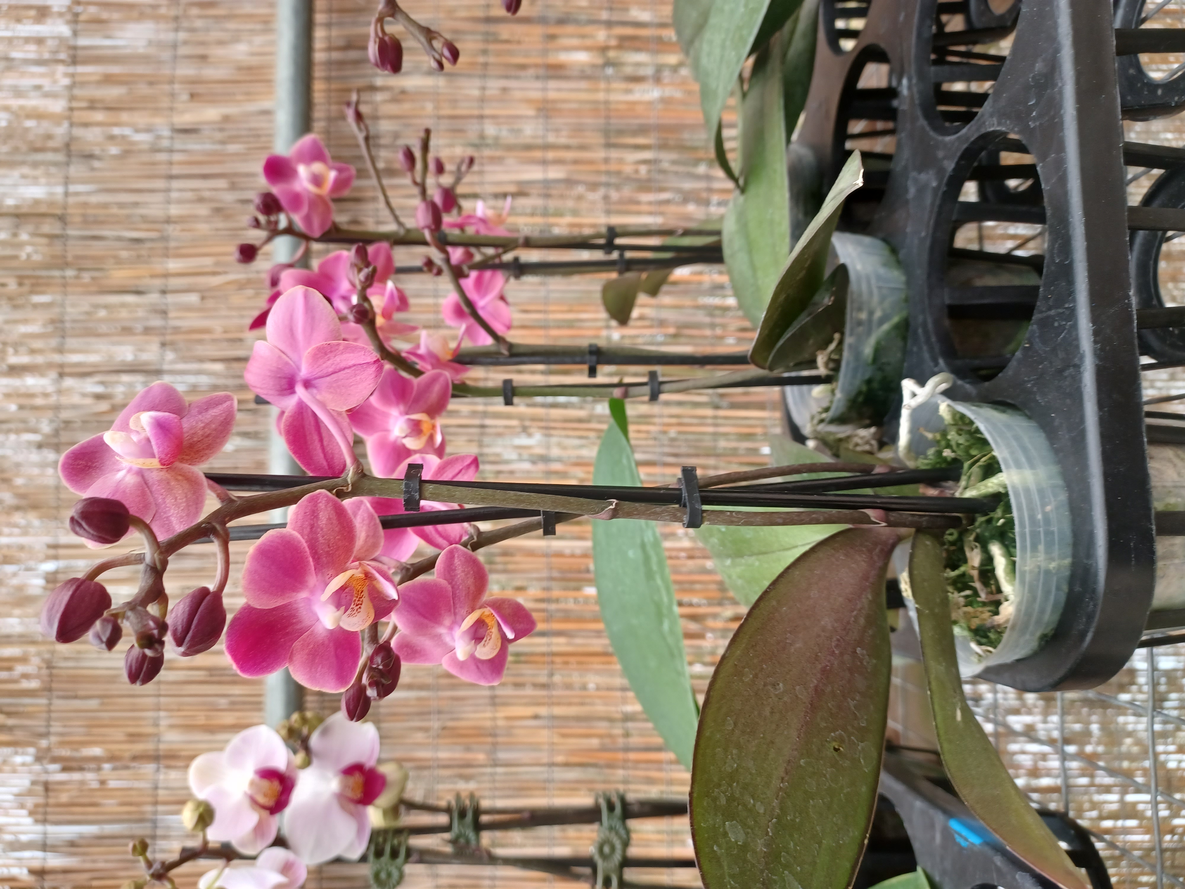 Orchid photo with white and pink flowers